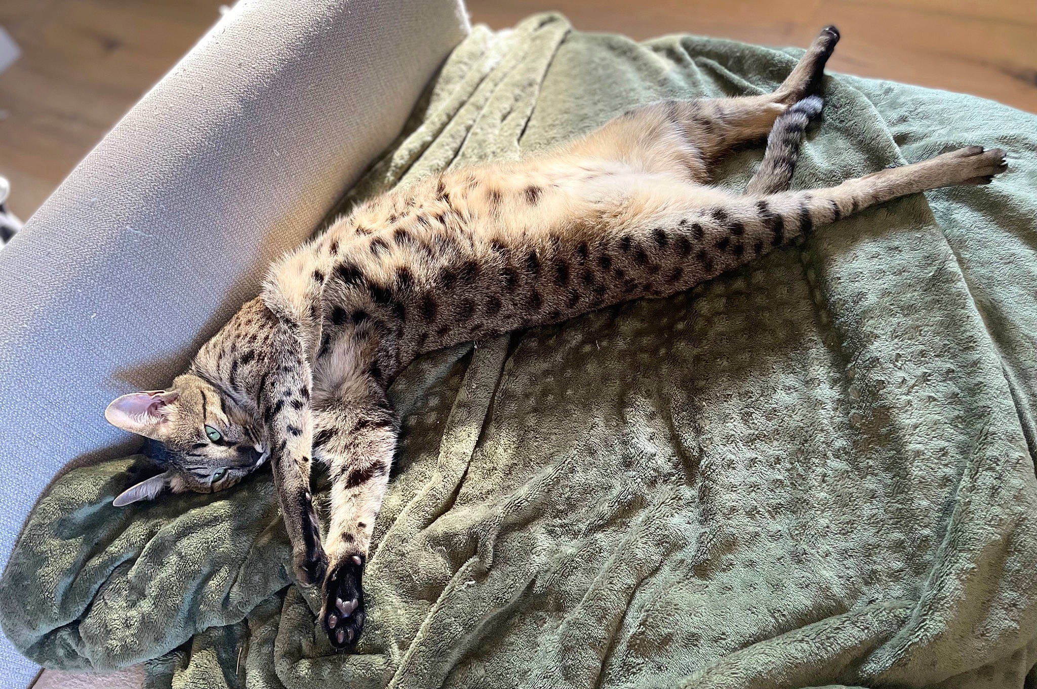 Sirius a rejoint le concours — aidez-le/la à gagner de superbes lots ! big_cats, claw, comfort, domestic_short_haired_cat, felidae, fur, leopard, linens, pattern, paw, sleeve, small_to_medium_sized_cats, snout, tail, terrestrial_animal, whiskers, wildlife, wood, wool, woven_fabric