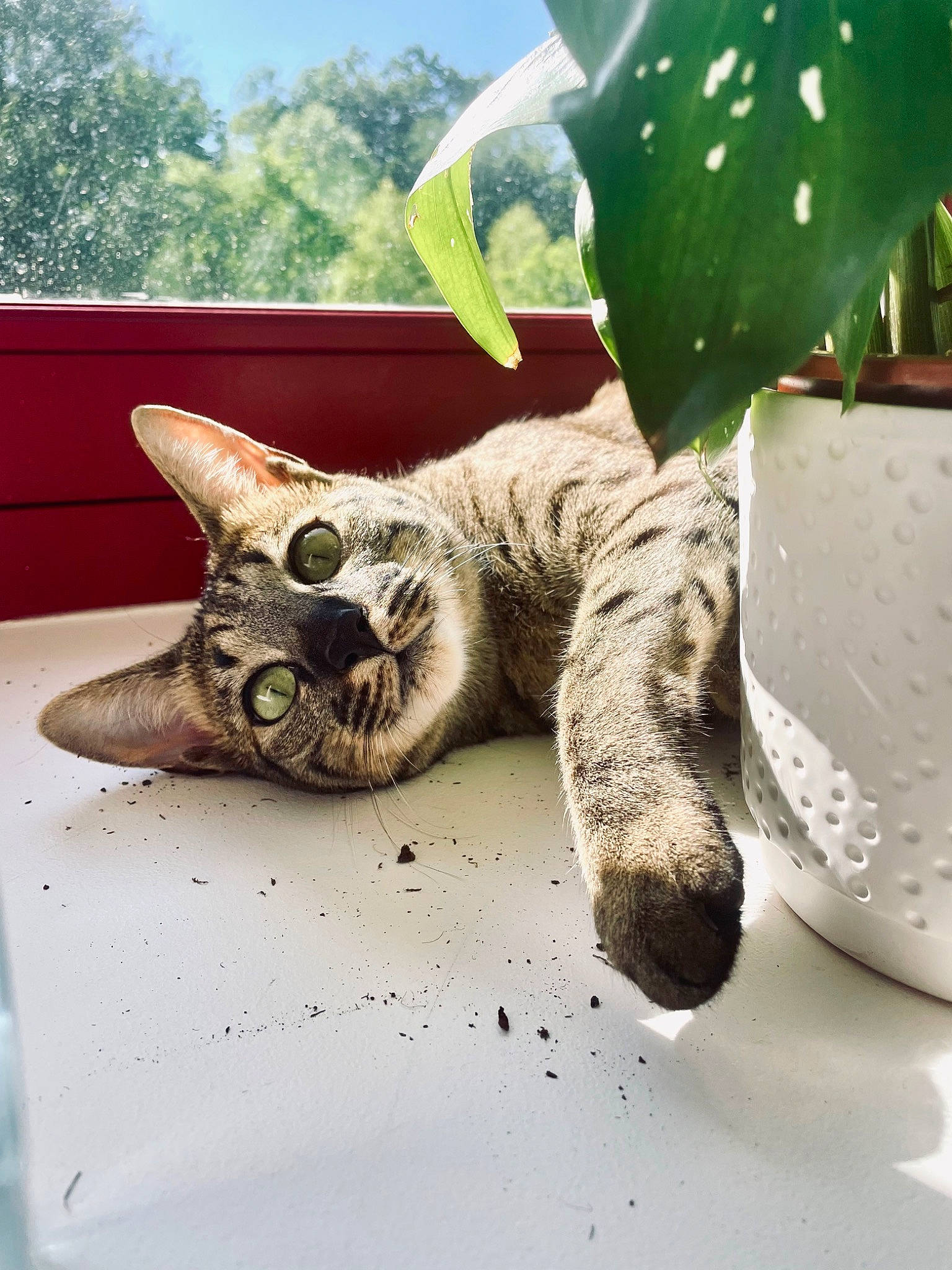 Sirius participe au concours pour gagner de l'argent avec cette photo : carnivore, cat, dishware, domestic_short_haired_cat, felidae, fur, herb, paw, plant, plate, serveware, small_to_medium_sized_cats, snout, tableware, tail, terrestrial_plant, toy, tree, whiskers, wildlife
