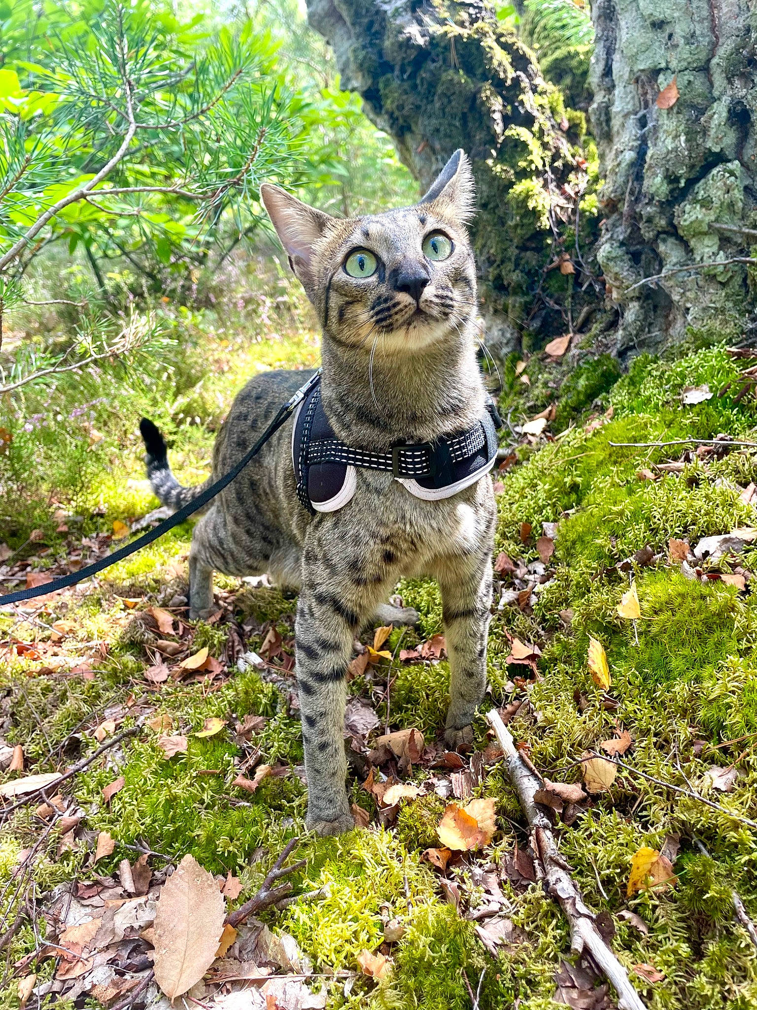 Sirius participe au concours pour gagner de l'argent avec cette photo : biome, canidae, carnivore, cat, fawn, felidae, forest, grass, groundcover, plant, shrub, small_to_medium_sized_cats, snout, sporting_group, tail, terrestrial_animal, terrestrial_plant, tree, trunk, working_animal