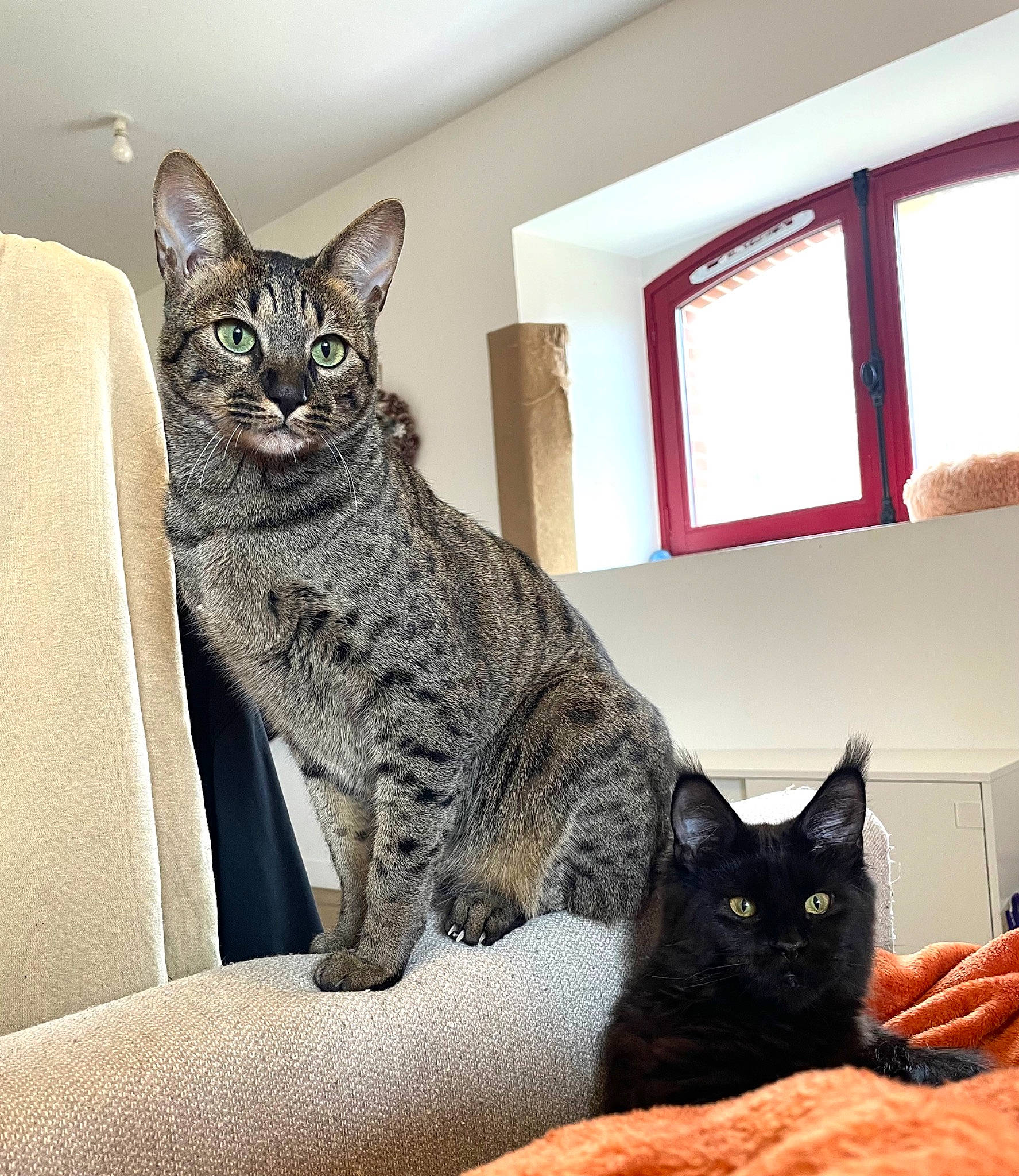 Sirius participe au concours pour gagner de l'argent avec cette photo : black_cat, bombay, carnivore, cat, comfort, domestic_short_haired_cat, felidae, flooring, fur, grey, paw, plant, room, sitting, small_to_medium_sized_cats, snout, tail, terrestrial_animal, whiskers, window