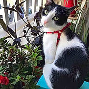 Bandit is registered to the contest to win money with this photo: animal, balcony, black_and_white, blue_surface, cat, closeup, colorful, curious, domestic_cat, feline, flowers, green_eyes, harness, leafy, nature, outdoor, pet, plants, red_harness, sitting