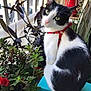 animal, balcony, black_and_white, blue_surface, cat, closeup, colorful, curious, domestic_cat, feline, flowers, green_eyes, harness, leafy, nature, outdoor, pet, plants, red_harness, sitting