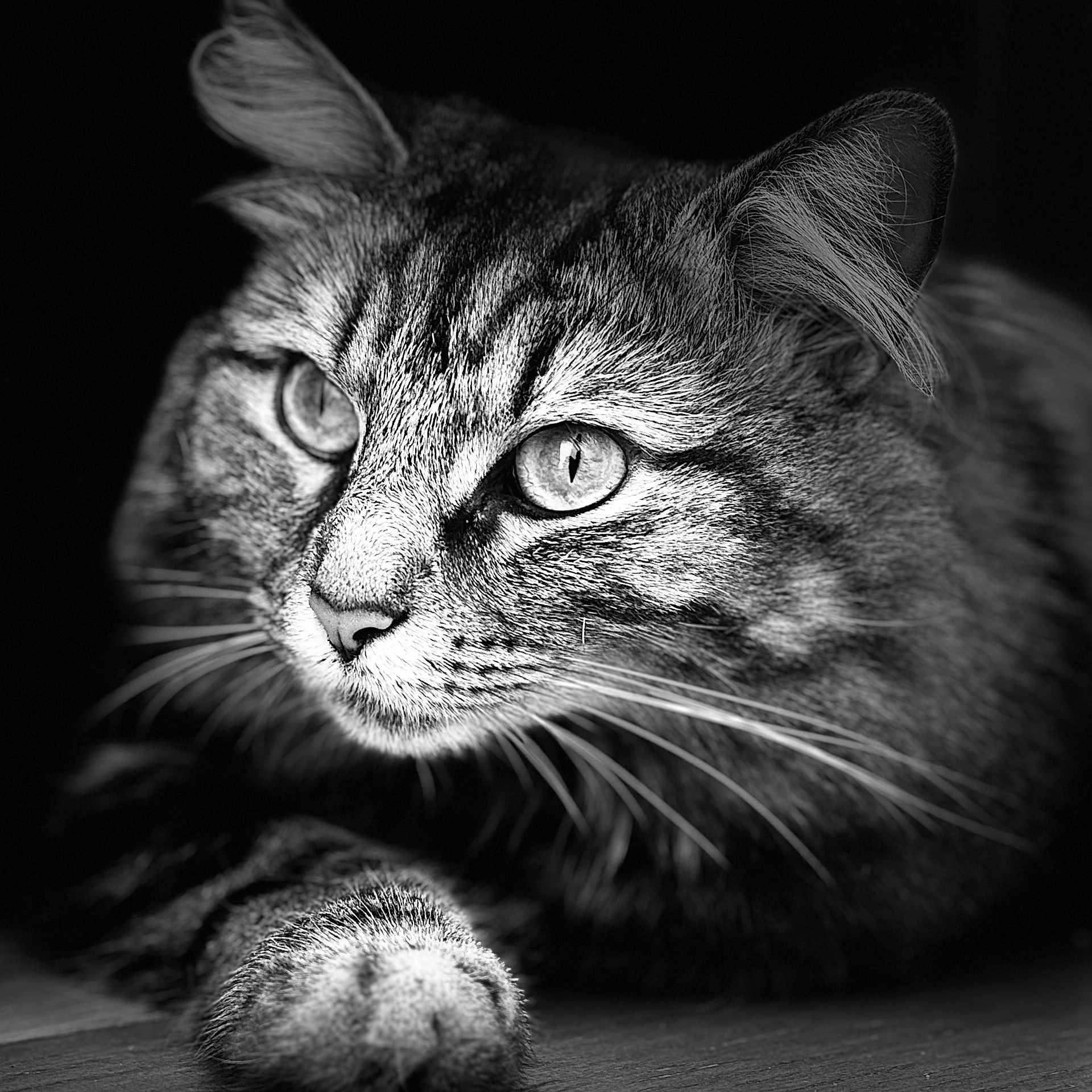 Sissi participe au concours pour gagner de l'argent avec cette photo : animal, black_and_white, cat, close_up, cute, domestic_cat, expression, eyes, face, feline, focus, fur, indoor, mammal, paw, pet, portrait, tabby, texture, whiskers