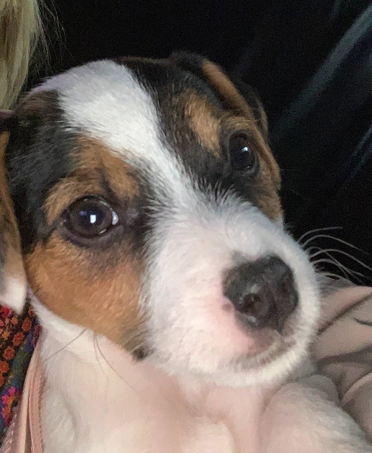 Will joined the competition — help win amazing prizes! ancient_dog_breeds, canidae, carnivore, collar, companion_dog, dog, dog_breed, dog_collar, fur, giant_dog_breed, puppy, puppy_love, scent_hound, snout, sporting_group, street_dog, terrier, whiskers, working_animal, working_dog