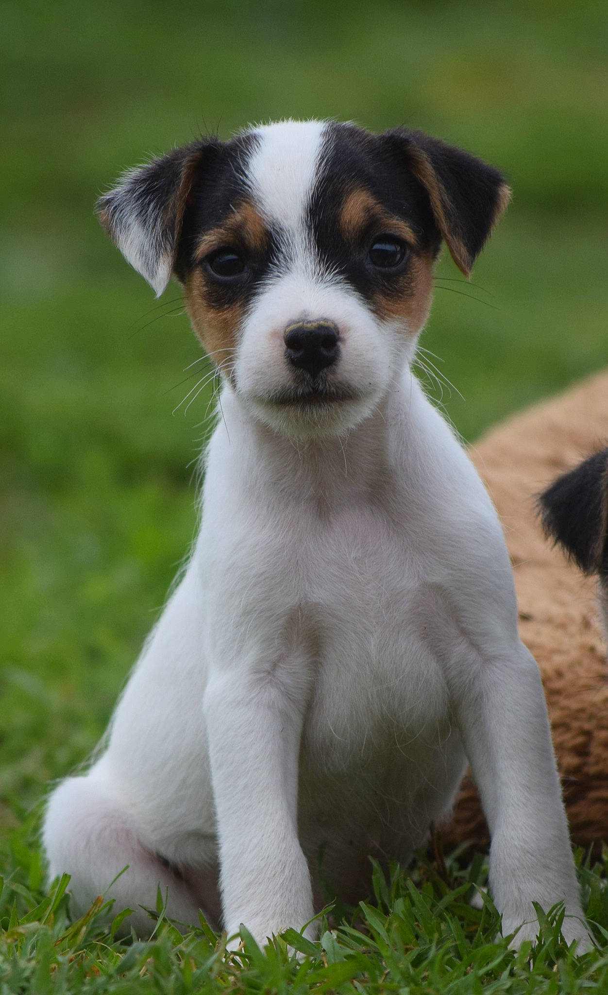 Will joined the competition — help win amazing prizes! ancient_dog_breeds, canidae, carnivore, companion_dog, dog, dog_breed, grass, irishjacks, plant, snout, terrestrial_animal, terrier, whiskers, working_animal, working_dog