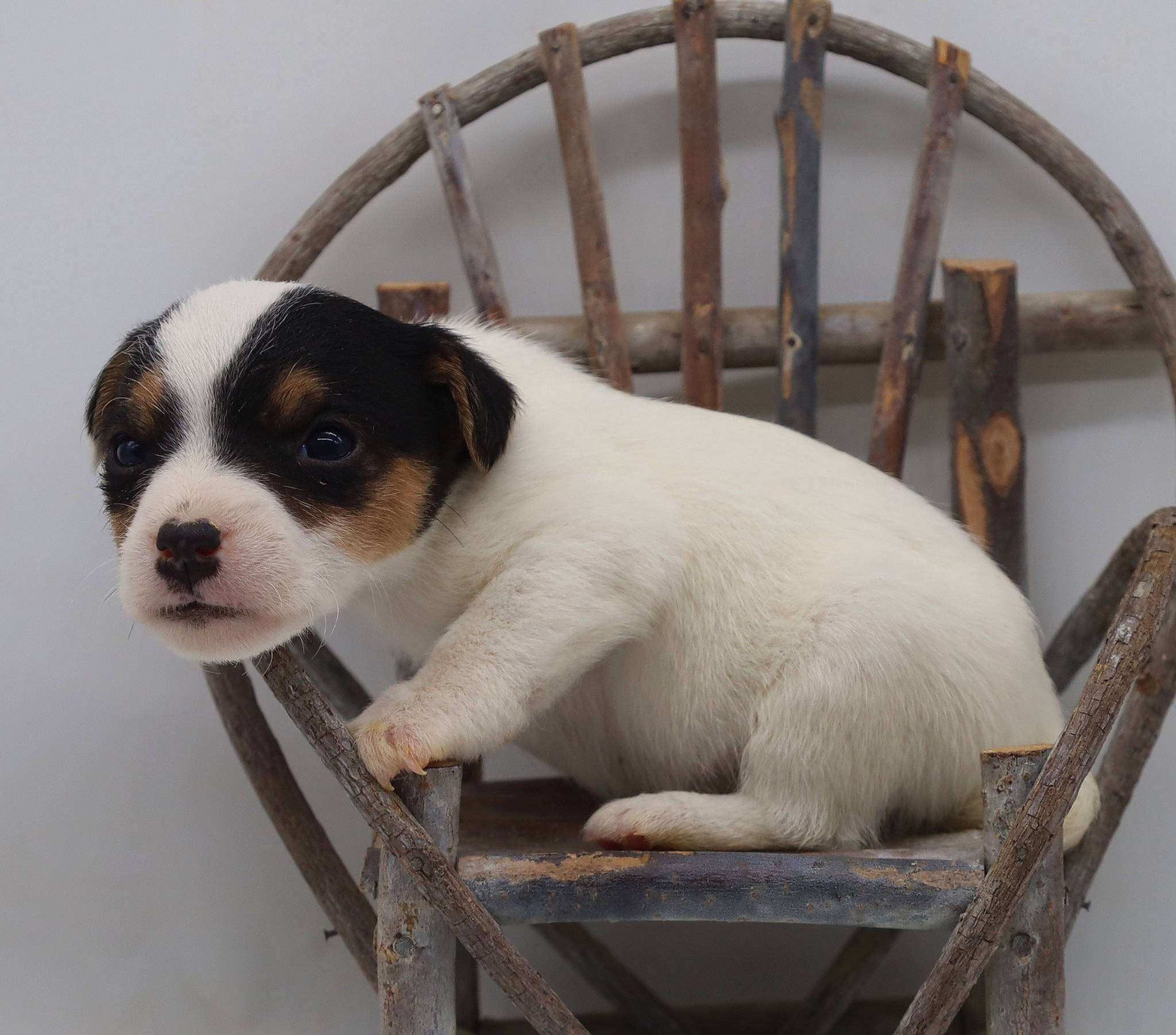 Will joined the competition — help win amazing prizes! canidae, carnivore, collar, companion_dog, dog, dog_breed, fawn, fur, paw, pet_supply, snout, tail, terrestrial_animal, whiskers, wood, working_animal