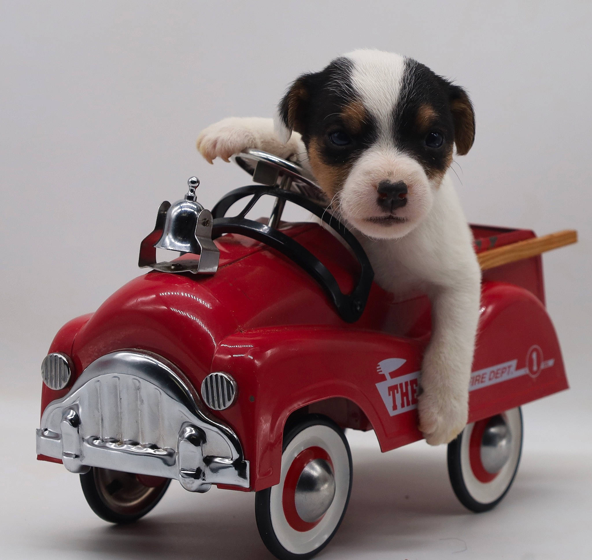 Will joined the competition — help win amazing prizes! auto_part, automotive_design, automotive_exterior, automotive_lighting, automotive_tire, automotive_wheel_system, carnivore, classic_car, companion_dog, dog, dog_breed, headlamp, motor_vehicle, riding_toy, rim, tire, toy, vehicle, wheel, working_animal