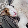 cat, sleeping, furry_blanket, pillow, cozy, relaxed, pink_nose, tabby, white_fur, indoor, pet, cute, resting, soft_texture, animal, domestic, closeup, comfortable, nap, fur
