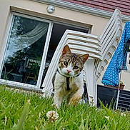 Lyra participe au concours pour gagner de l'argent avec cette photo : cat, grass, house, plastic_chairs, sky, blue_sky, outdoor, curious, collar, pet, animal, garden, daylight, window, door, building, leaf, plant, nature, backyard