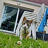 cat, grass, house, plastic_chairs, sky, blue_sky, outdoor, curious, collar, pet, animal, garden, daylight, window, door, building, leaf, plant, nature, backyard
