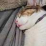 cat, sleeping, close_up, pink_nose, tongue_out, fur, tabby, white_fur, collar, blanket, soft_texture, cozy, pet, domestic_animal, relaxation, cute, whiskers, ear, resting, indoor