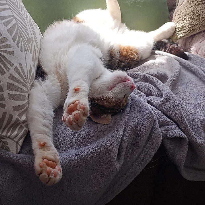 Lyra