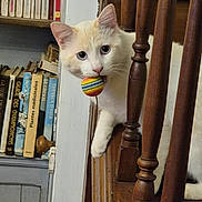 Voltaire participe au concours pour gagner de l'argent avec cette photo : animal, books, bookshelf, cat, closeup, colorful_toy, curious, domestic_animal, feline, head, home, indoor, interior, paw, pet, playful, staircase, toy_ball, white_cat, wooden_railings