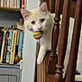animal, books, bookshelf, cat, closeup, colorful_toy, curious, domestic_animal, feline, head, home, indoor, interior, paw, pet, playful, staircase, toy_ball, white_cat, wooden_railings