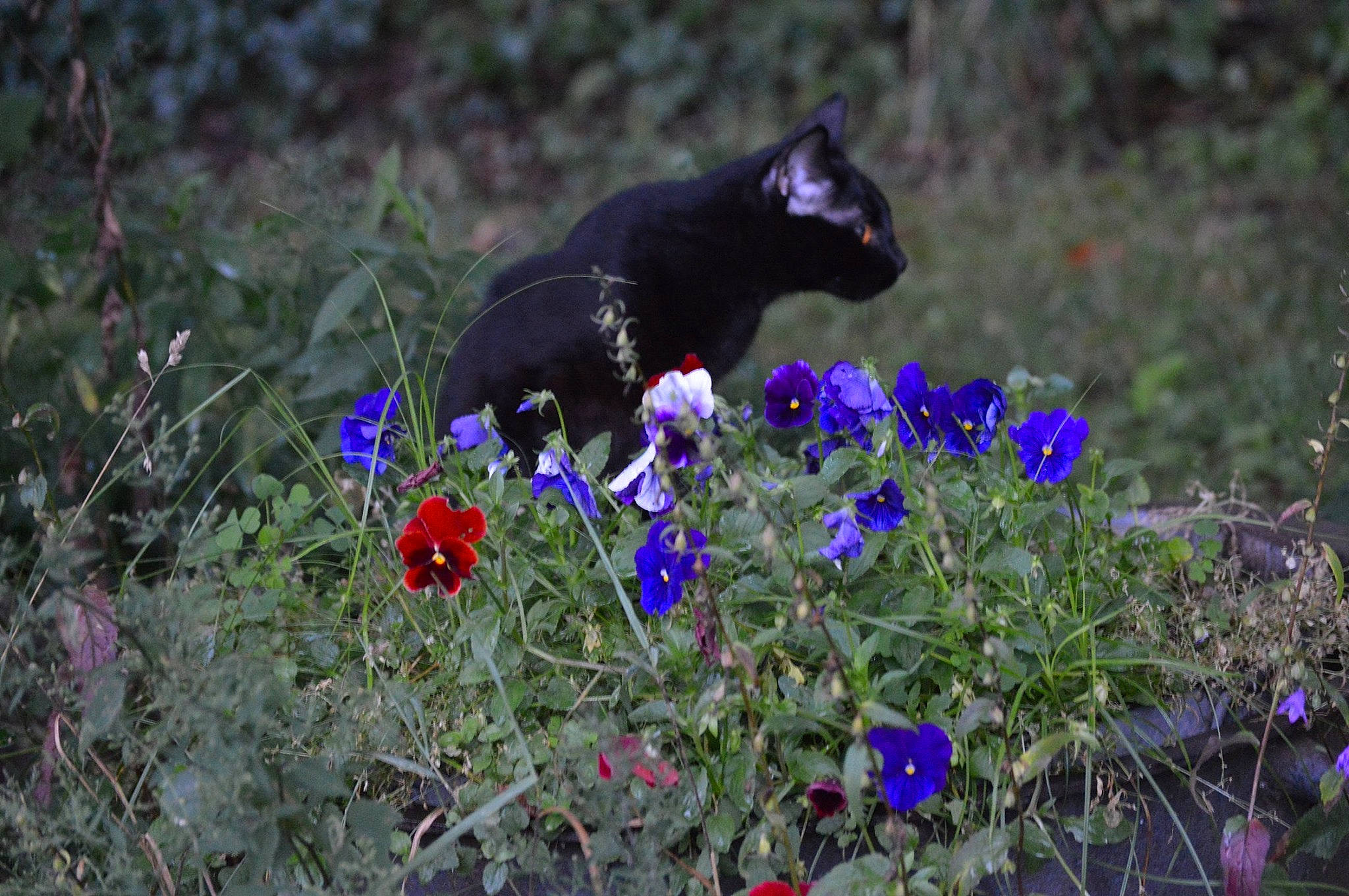 Hodor joined the competition — help win amazing prizes! cat, delphinium, felidae, flower, nepeta, organism, plant, viola, violet_family, wildflower