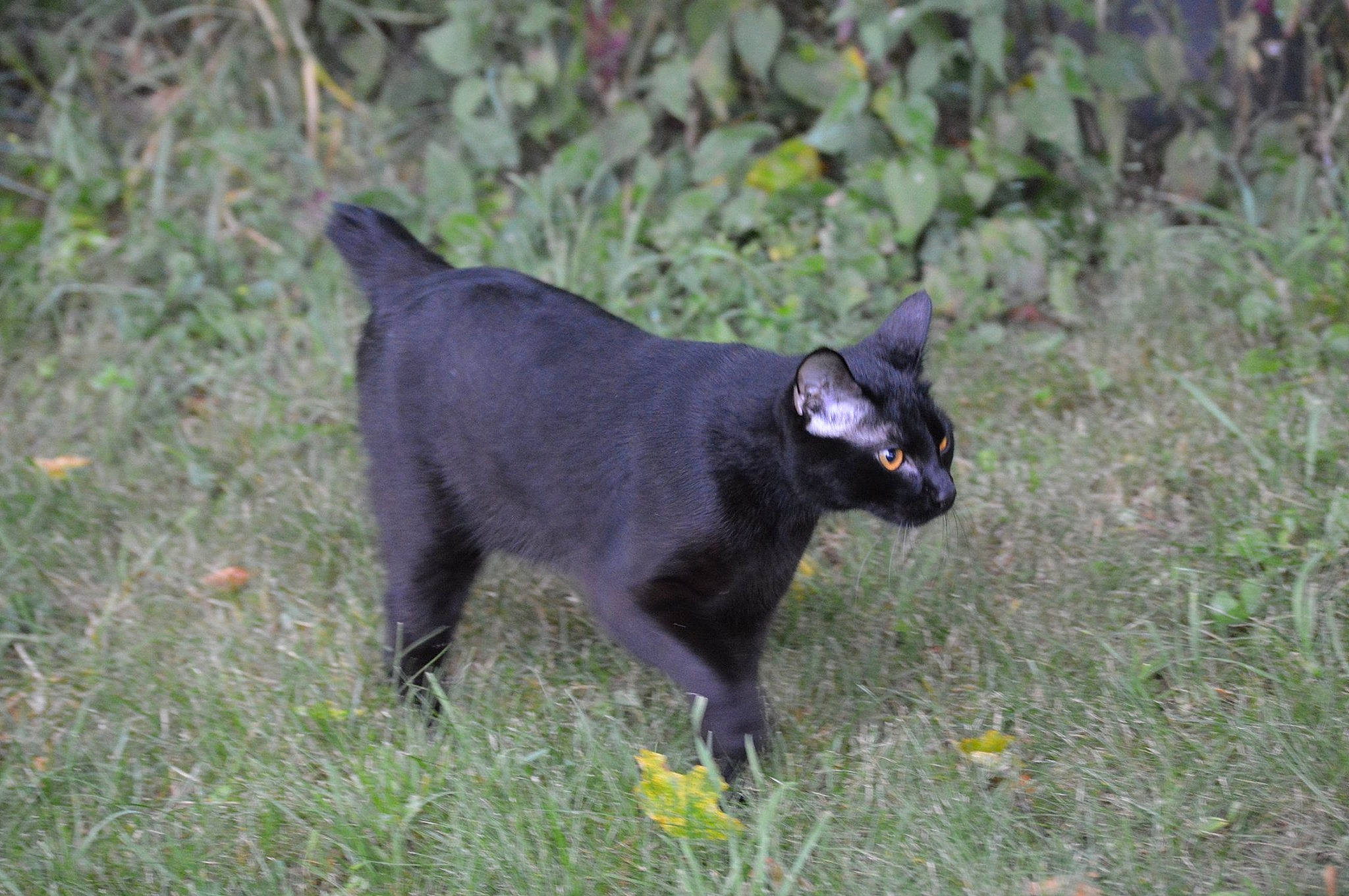 Hodor is registered to the contest to win money with this photo: black_cat, bombay, carnivore, cat, felidae, grass, small_to_medium_sized_cats, tail, terrestrial_animal, vertebrate, whiskers, wildlife