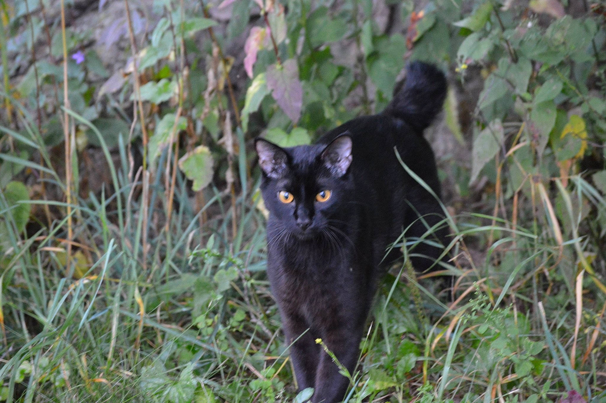 Hodor joined the competition — help win amazing prizes! asian, black_cat, bombay, carnivore, cat, domestic_short_haired_cat, eye, felidae, fur, grass, mammal, organism, plant, small_to_medium_sized_cats, terrestrial_animal, whiskers, wild_cat, wildlife