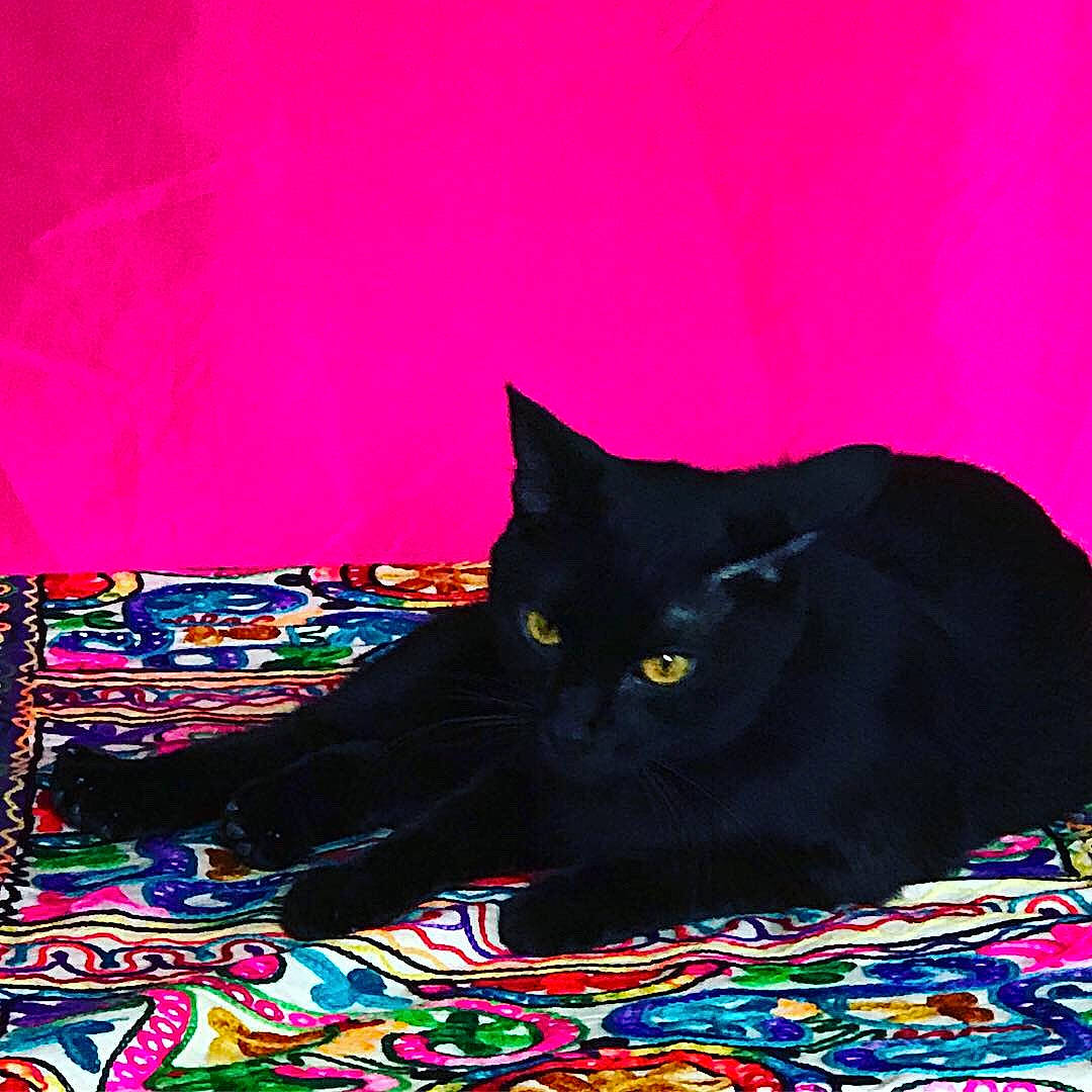 Hodor is registered to the contest to win money with this photo: asian, black, black_cat, bombay, british_shorthair, carnivore, cat, domestic_short_haired_cat, felidae, pink, small_to_medium_sized_cats, whiskers