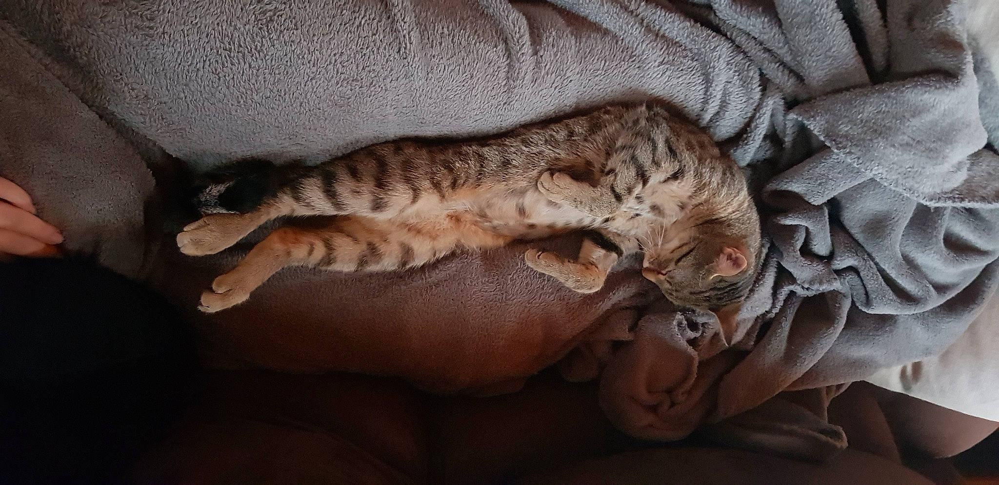 Kira a rejoint le concours — aidez-le/la à gagner de superbes lots ! art, carnivore, cat, claw, comfort, domestic_short_haired_cat, fawn, felidae, fur, gesture, human_leg, leg, nap, paw, small_to_medium_sized_cats, tail, terrestrial_animal, whiskers, wildlife, wood