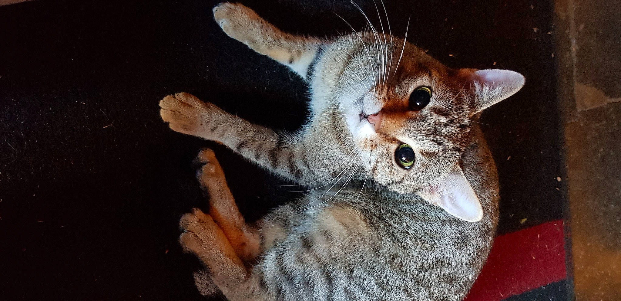 Kira a rejoint le concours — aidez-le/la à gagner de superbes lots ! carnivore, cat, claw, domestic_short_haired_cat, ear, felidae, fur, gesture, paw, small_to_medium_sized_cats, snout, terrestrial_animal, whiskers