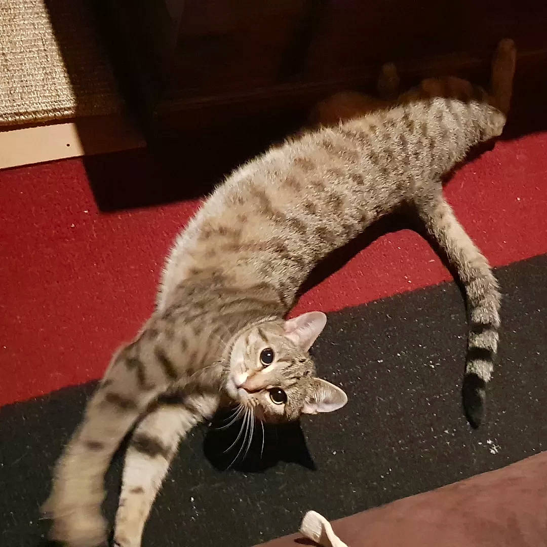 Kira participe au concours pour gagner de l'argent avec cette photo : carnivore, cat, claw, comfort, domestic_short_haired_cat, eye, fawn, felidae, flooring, foot, fur, metal, nap, paw, small_to_medium_sized_cats, snout, tail, terrestrial_animal, whiskers, wildlife