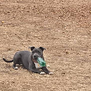 Vaïna participe au concours pour gagner de l'argent avec cette photo : animal, bottle, brown, canine, chewing, collar, daytime, dog, dry, field, grass, grassland, leisure, lying_down, mammal, nature, outdoor, pet, playful, relaxed