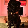 big_eyes, black_cat, bow_tie, cat, close_up, couch, cozy, cushion, framed_art, indoor, living_room, paws, pet, pink_lighting, portrait, sitting, soft_lighting, tail, television, whiskers