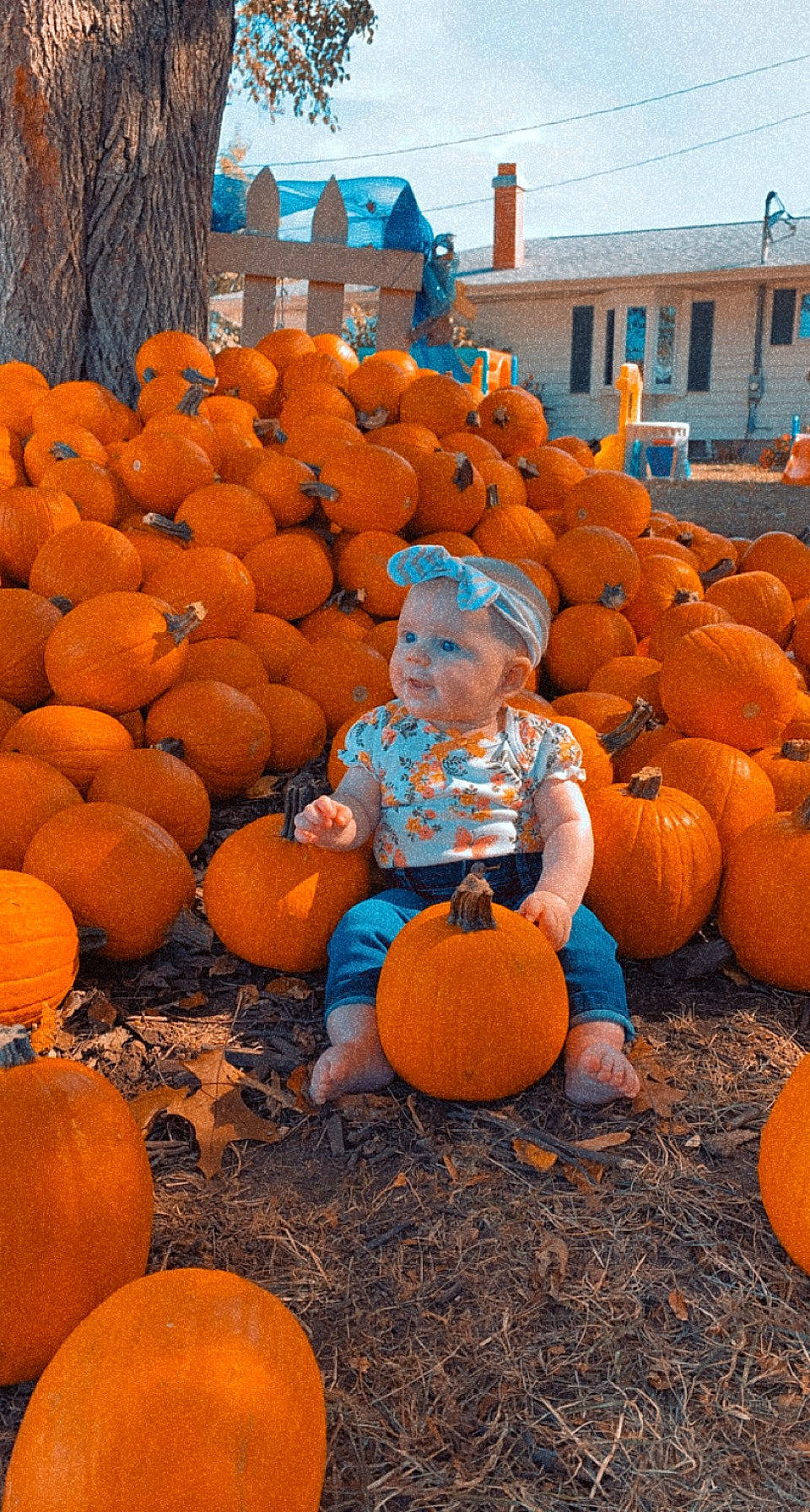 Lacey joined the competition — help win amazing prizes! agriculture, autumn, calabaza, cucurbita, field, gourd, local_food, natural_foods, orange, people_in_nature, person, photograph, plant, pumpkin, sky, squash, toddler, vegetable, whole_food, window