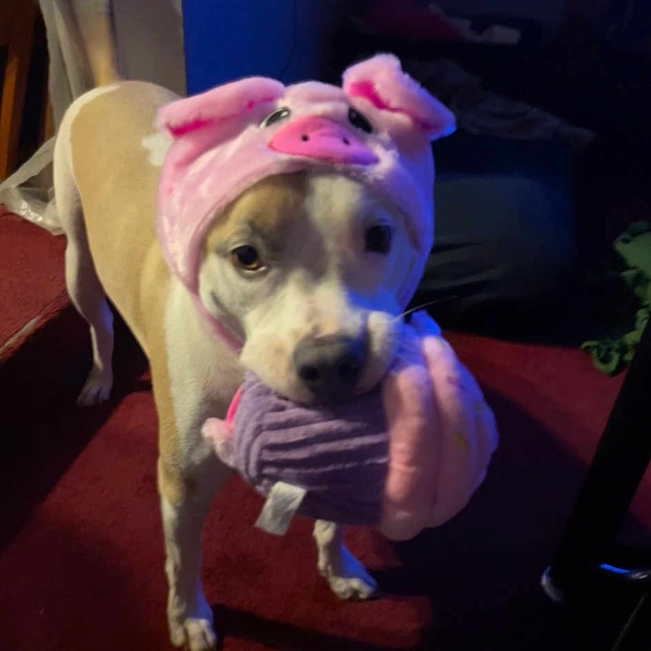 Ginger Burnette is registered to the contest to win money with this photo: animal, bulldog, canine, clothing, dog, face, furniture, hat, head, hound, indoors, interiordesign, labradorretriever, person, pet, photography, portrait, puppy, purple, whitedog