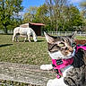 Nala a rejoint le concours — aidez-le/la à gagner de superbes lots ! cat, horse, tabby_cat, pink_harness, outdoor, farm, pasture, fence, wooden_fence, animal, pet, grazing, trees, blue_sky, clouds, greenery, sunlight, portrait, whiskers, rural_scene