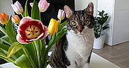 Nala participe au concours pour gagner de l'argent avec cette photo : cat, tabby_cat, white_chest, green_eyes, sitting, portrait, flowers, tulips, bouquet, vase, indoor, living_room, table, houseplant, leaves, pink_flowers, yellow_flower, black_background, natural_light, pet_photography