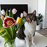 cat, tabby_cat, white_chest, green_eyes, sitting, portrait, flowers, tulips, bouquet, vase, indoor, living_room, table, houseplant, leaves, pink_flowers, yellow_flower, black_background, natural_light, pet_photography