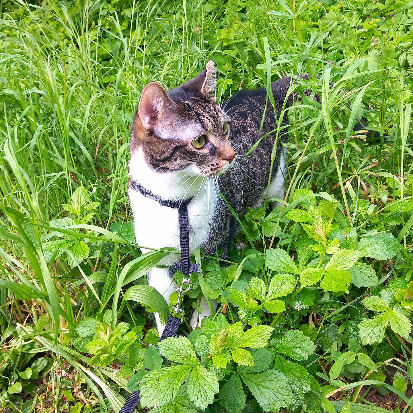 Nala a rejoint le concours — aidez-le/la à gagner de superbes lots ! cat, tabby_cat, white_cat, animal, pet, harness, leash, outdoors, garden, greenery, grass, plants, foliage, wildlife, whiskers, ears, feline, standing, nature, portrait