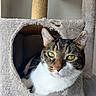 cat, tabby_cat, white_chest, green_eyes, whiskers, feline, pet, animal, portrait, close_up, cat_tree, scratching_post, indoors, home, cozy, furry, ears, face, sitting, relaxed