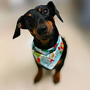Toby joined the competition — help win amazing prizes! dog, pet, black_dog, tan_markings, bandana, cute, portrait, animal, canine, indoor, curious, head_tilt, close_up, friendly, mammal, domestic_animal, looking_up, adorable, focused, colorful_accessory