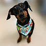 dog, pet, black_dog, tan_markings, bandana, cute, portrait, animal, canine, indoor, curious, head_tilt, close_up, friendly, mammal, domestic_animal, looking_up, adorable, focused, colorful_accessory