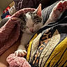 blanket, cat, closeup, comfort, cozy, cute, fur, graphic, indoor, kitten, nap, paw, person, pink, resting, sleeping, soft, stretching, tshirt, warm