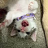 Omni joined the competition — help win amazing prizes! adorable, animal, butterfly_pattern, carpet, cat, collar, cute, feline, fur, indoor, kitten, paw, pet, pink_nose, playful, purple_collar, resting, stretching, whiskers, young_cat