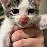 Omni joined the competition — help win amazing prizes! adorable, animal, cat, closeup, cute, domestic, eyes, face, feline, fur, hand, indoor, kitten, mammal, pet, playful, small, tongue_out, whiskers, young