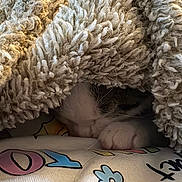 Omni joined the competition — help win amazing prizes! cat, blanket, paw, cozy, fur, snuggling, indoor, soft, resting, warm, textile, colorful, pattern, animal, cute, relaxing, hidden, sleeping, comfort, pet