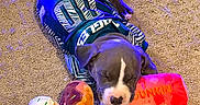 Knox joined the competition — help win amazing prizes! puppy, dog, sleeping, toy, plush, sports_jersey, carpet, indoor, cute, pet, animal, resting, colorful, rope_toy, donut, popsicle_toy, cozy, young_dog, blue_light, casual