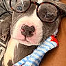 puppy, dog, glasses, eyewear, blanket, striped, person, arm, indoor, cute, pet, resting, cozy, brown_skin, gray_shirt, nose, closeup, sleepy, adorable, young_dog