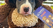 Knox is registered to the contest to win money with this photo: adorable, animal, bear_costume, blue_eyes, brown, costume, cute, dog, fluffy, fur, hand, indoor, looking_at_camera, pet, petco, portrait, puppy, small_puppy, soft_texture, tag
