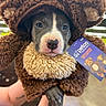 Knox is registered to the contest to win money with this photo: puppy, dog, costume, bear_costume, pet, cute, animal, fluffy, blue_eyes, tag, hand, indoor, fur, looking_at_camera, petco, adorable, brown, soft_texture, small_puppy, portrait