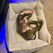 Knox joined the competition — help win amazing prizes! puppy, dog, bed, sleeping, cozy, fluffy, indoor, carpet, wood_floor, pet, cute, resting, animal, small, relaxed, canine, sleep, young, fur, paw