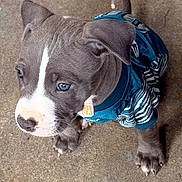 Knox is registered to the contest to win money with this photo: adorable, animal, blue_eyes, canine, clothing, concrete, cute, dog, ears, floor, looking_up, outdoor, pet, puppy, shirt, sitting, small, tail, whiskers, young