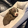 Knox is registered to the contest to win money with this photo: puppy, sleeping, dog, pet_bed, cozy, fluffy, leather_couch, indoor, resting, cute, small, fur, closed_eyes, relaxed, animal, domestic_animal, comfort, sleep, young, bed