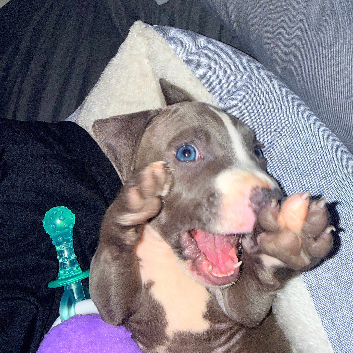 Knox joined the competition — help win amazing prizes! puppy, dog, blue_eyes, playful, blanket, toy, indoor, cute, pet, animal, paw, mouth_open, fur, young, closeup, happy, excited, couch, cozy, snuggle