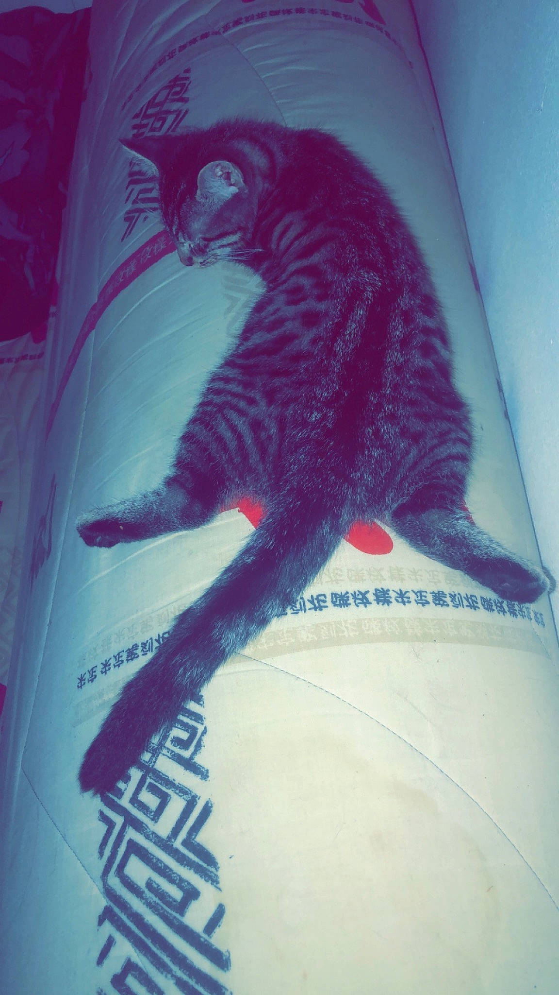 Oasis a rejoint le concours — aidez-le/la à gagner de superbes lots ! art, carmine, carnivore, cat, claw, drawing, electric_blue, felidae, font, graphics, illustration, linens, magenta, pattern, small_to_medium_sized_cats, t_shirt, tail, textile, visual_arts, whiskers