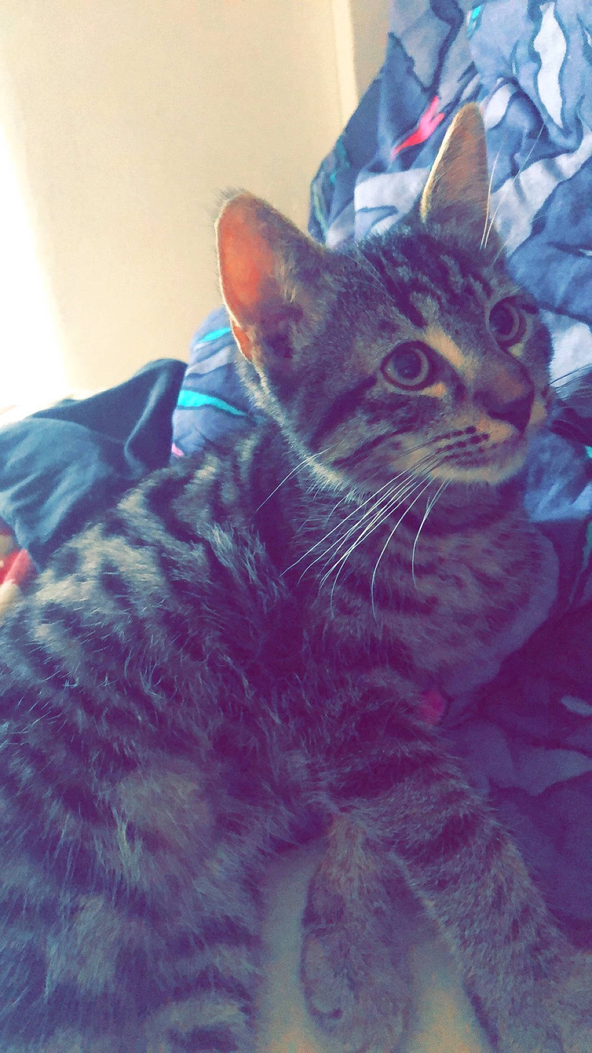 Oasis participe au concours pour gagner de l'argent avec cette photo : carnivore, cat, claw, comfort, couch, domestic_short_haired_cat, electric_blue, felidae, fur, grass, paw, sitting, small_to_medium_sized_cats, snout, tail, tree, whiskers, window